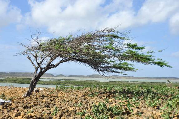 A mais bela e sábia das árvores, na península de La Guajira, na Colômbia